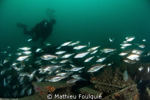 shoal on artificial reef by Mathieu Foulquié 